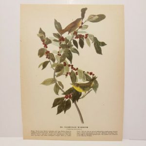 1944 Vintage Audubon Bird Print - Nashville Warbler / Black and White Warbler