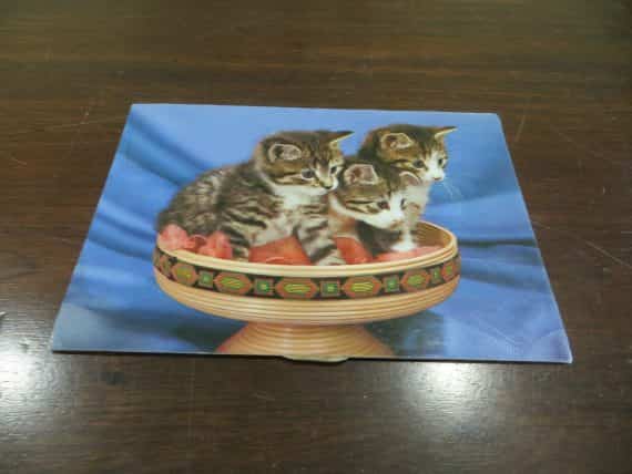 3 BABY KITTENS IN A BOWL INTENSELY LOOKING USED POST CARD 1986