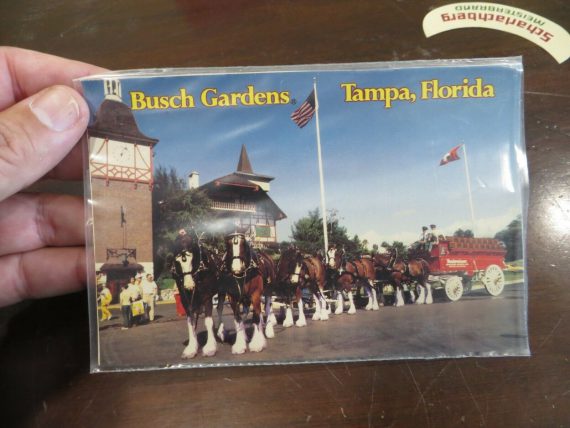 busch-gardens-tampa-florida-budweiser-clydesdale-horses-and-beer-wagon-post-card