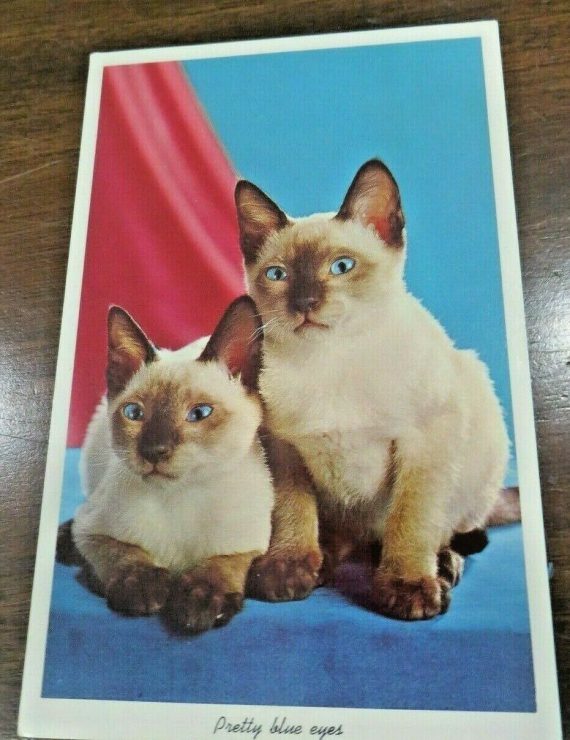 Pretty Blue Eyes Siamese kittens CURTEICH COLOR  CK.440 CATS  POST CARD