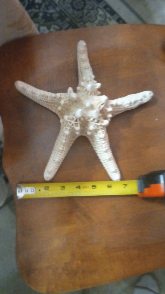 large-starfish