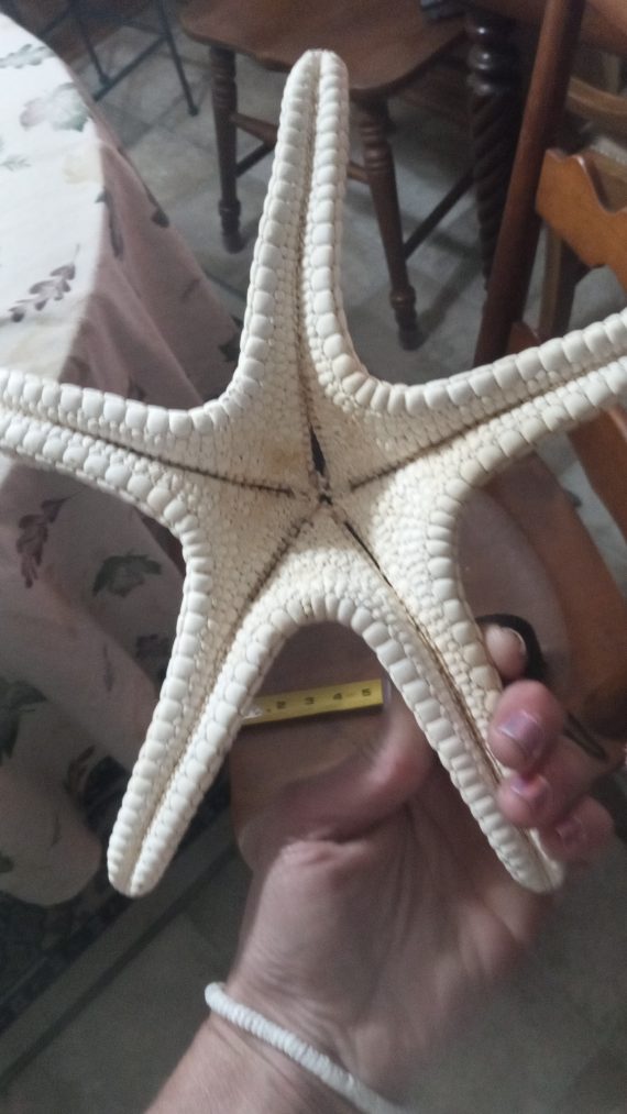 large-starfish