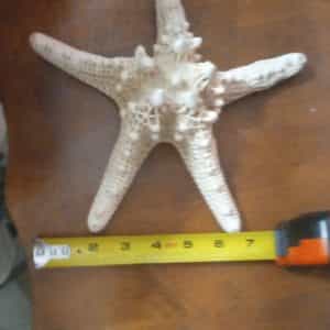 Large starfish