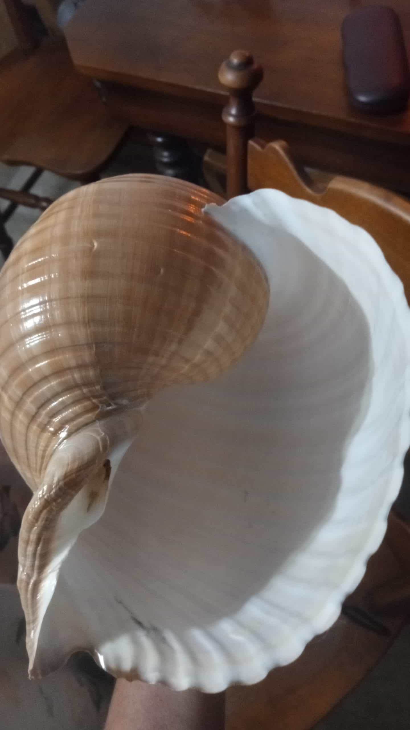 Large tonna shell