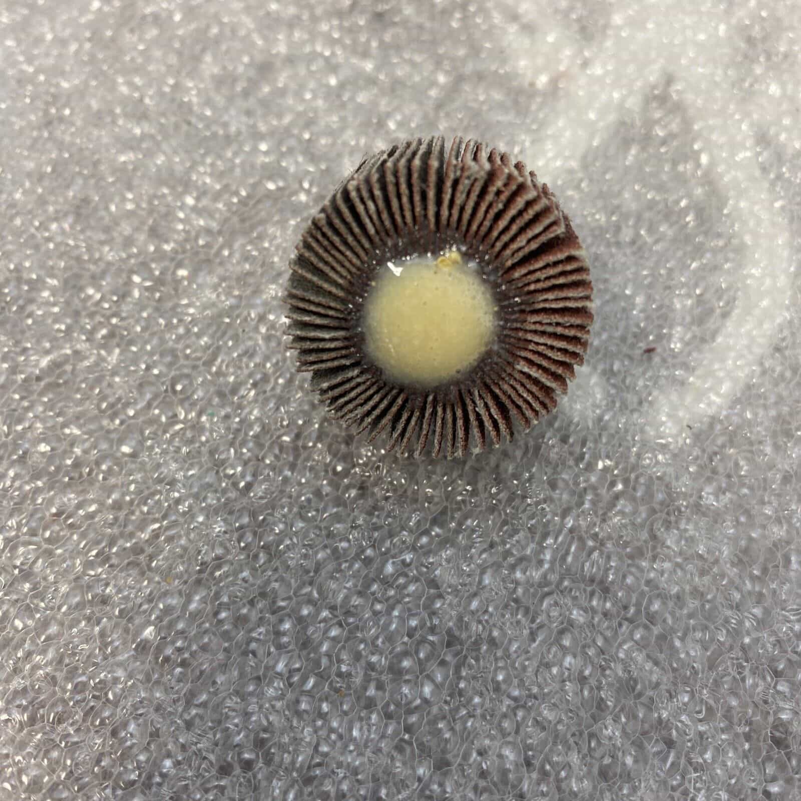 3-superior-10162-flap-wheel-mandrel-1-x-5-8-x-1-4-20-aluminum-oxide-p120