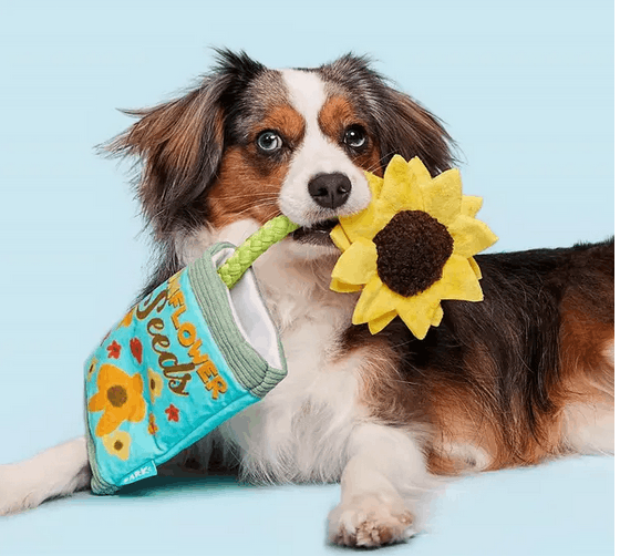 bark-box-fun-flower-seeds-rope-dog-toy