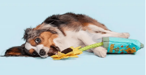 bark-box-fun-flower-seeds-rope-dog-toy