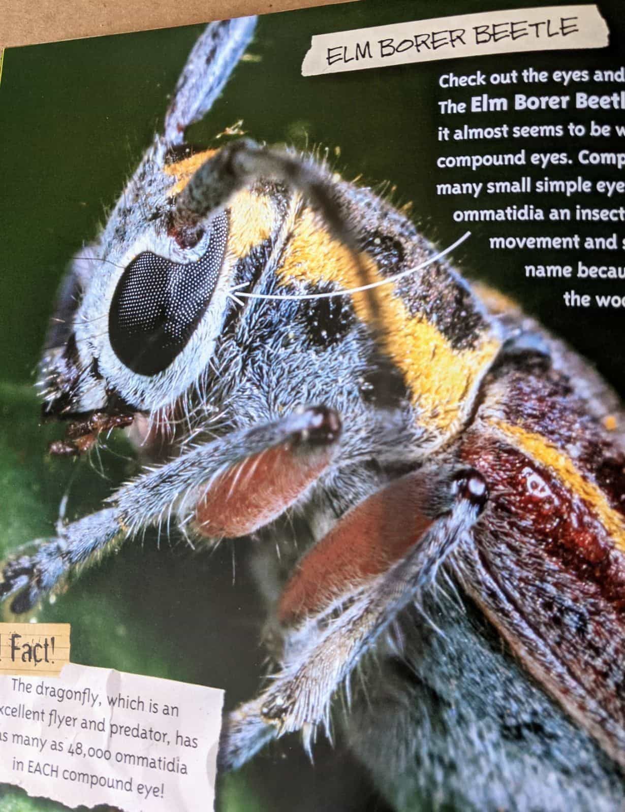 minnesota-bug-hunt-by-bruce-giebink-book