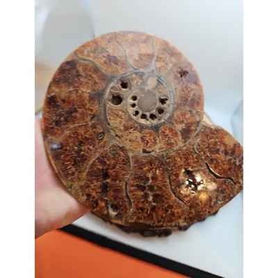 2-36lb-rare-natural-ammonite-fossil-specimen-shell-madagascar