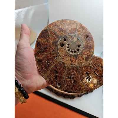 2-36lb-rare-natural-ammonite-fossil-specimen-shell-madagascar
