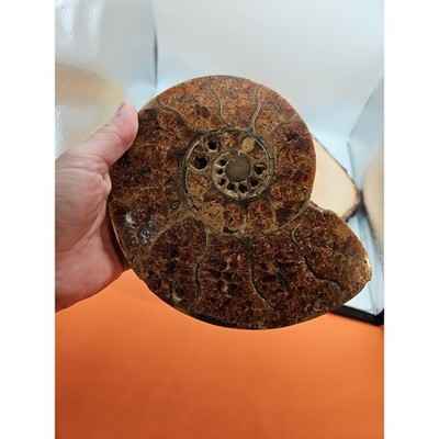 2-36lb-rare-natural-ammonite-fossil-specimen-shell-madagascar