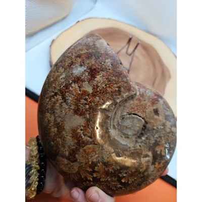 2-36lb-rare-natural-ammonite-fossil-specimen-shell-madagascar