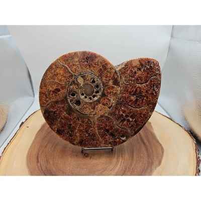 2-36lb-rare-natural-ammonite-fossil-specimen-shell-madagascar