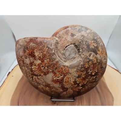 2-36lb-rare-natural-ammonite-fossil-specimen-shell-madagascar