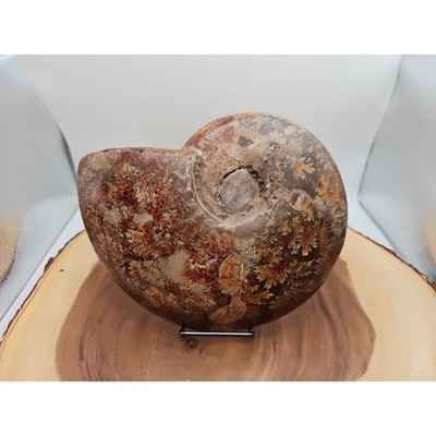 2-36lb-rare-natural-ammonite-fossil-specimen-shell-madagascar