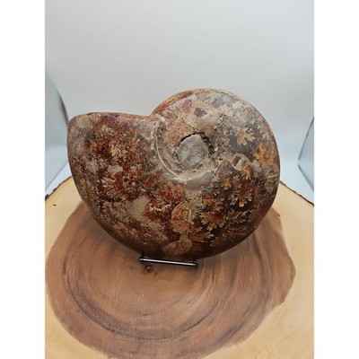 2-36lb-rare-natural-ammonite-fossil-specimen-shell-madagascar
