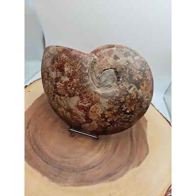 2-36lb-rare-natural-ammonite-fossil-specimen-shell-madagascar