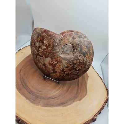 2-36lb-rare-natural-ammonite-fossil-specimen-shell-madagascar