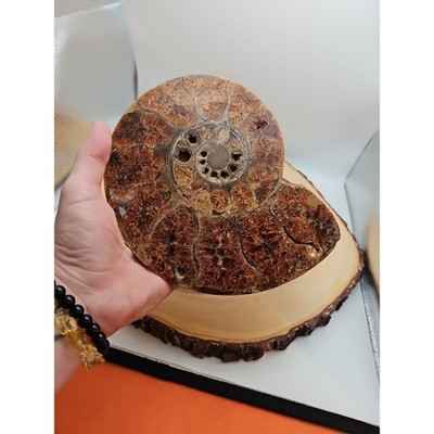 2-36lb-rare-natural-ammonite-fossil-specimen-shell-madagascar