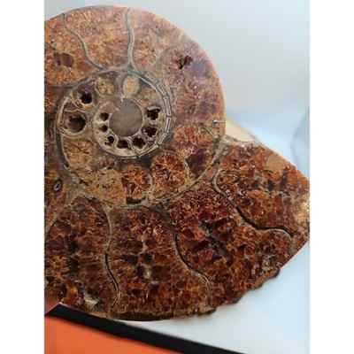 2-36lb-rare-natural-ammonite-fossil-specimen-shell-madagascar