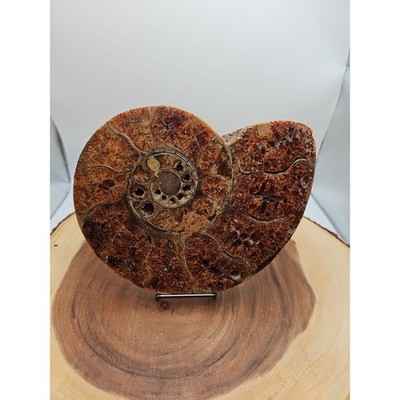 2.36LB Rare! Natural Ammonite Fossil Specimen Shell Madagascar